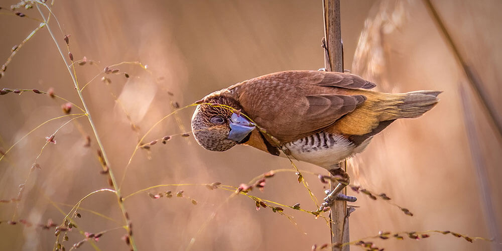 Close up shot of a colorful bird in a branch