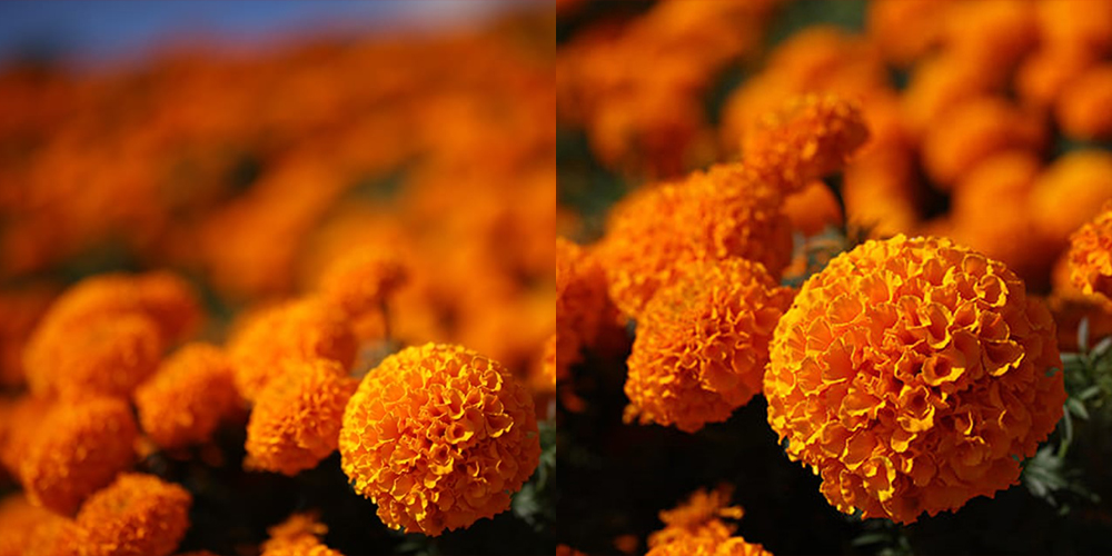 Side-by-side comparison of orange flowers photographed with equivalent framing. The full-frame image at 50mm f/1.4 shows stronger background blur and subject separation, while the APS-C equivalent image at 80mm f/2.8 shows more detail in the background