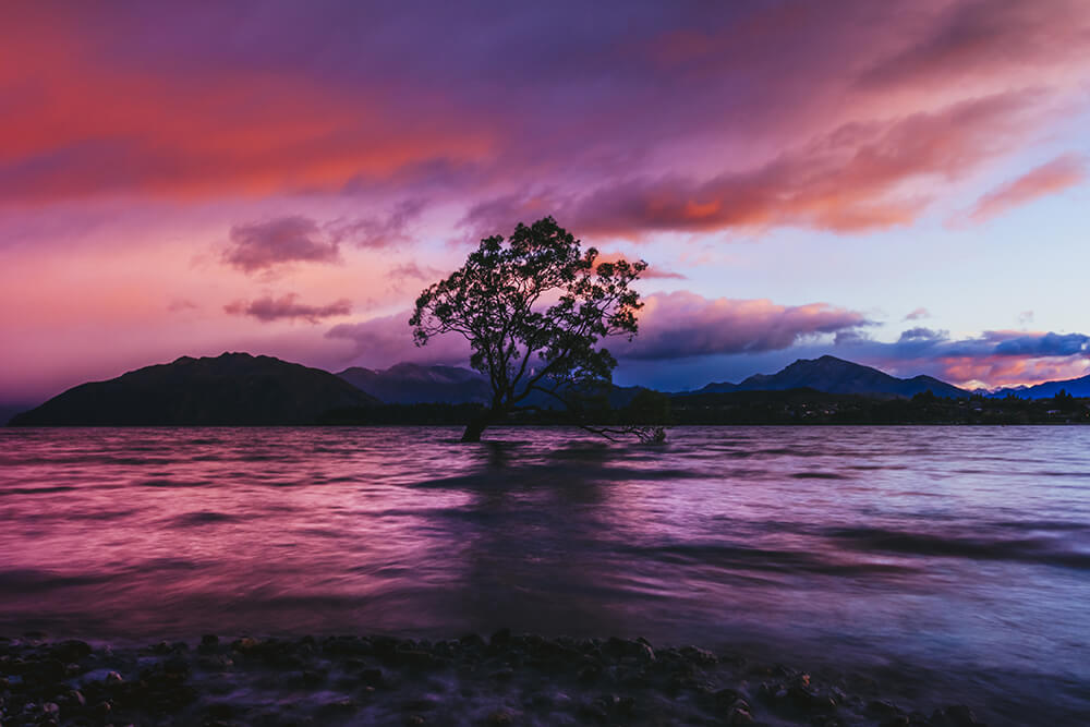 Wanaka Tree