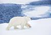 Landscape image of polar bear in the artic