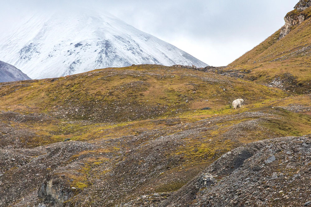 Landscape image of polar bear in the artic