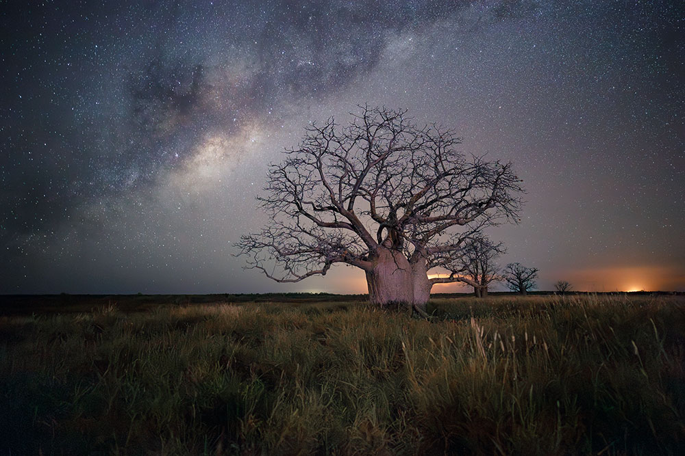 Image of trees at The Kimberley taken by Cassie Chivers