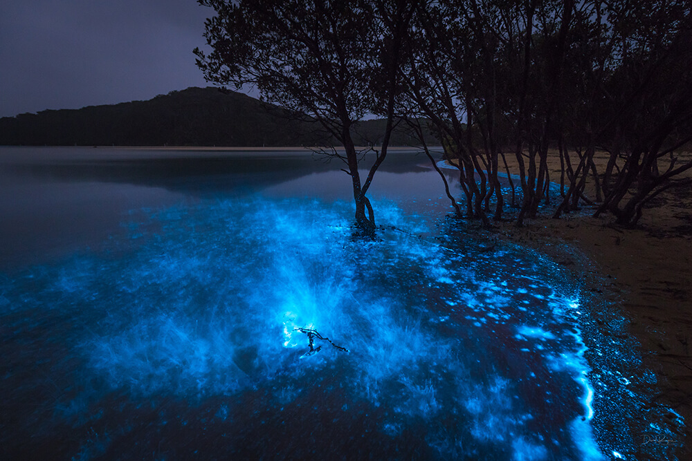 Bioluminescence photo shot on a EOS 6D Mark II and EF 16-35mm f/4L IS USM Lens by Davey Rogers