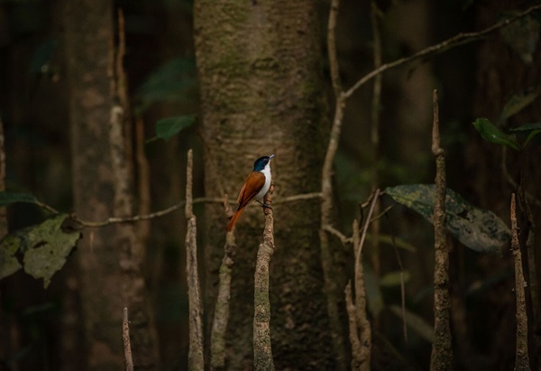 Bird Photography Tips and Techniques with Greg Sullavan 
