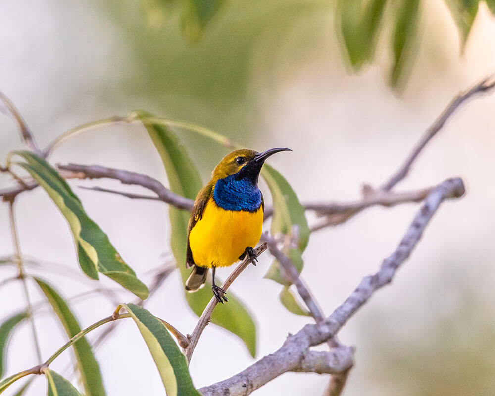 Image of a Olive-backed Sunbird at Bamaga