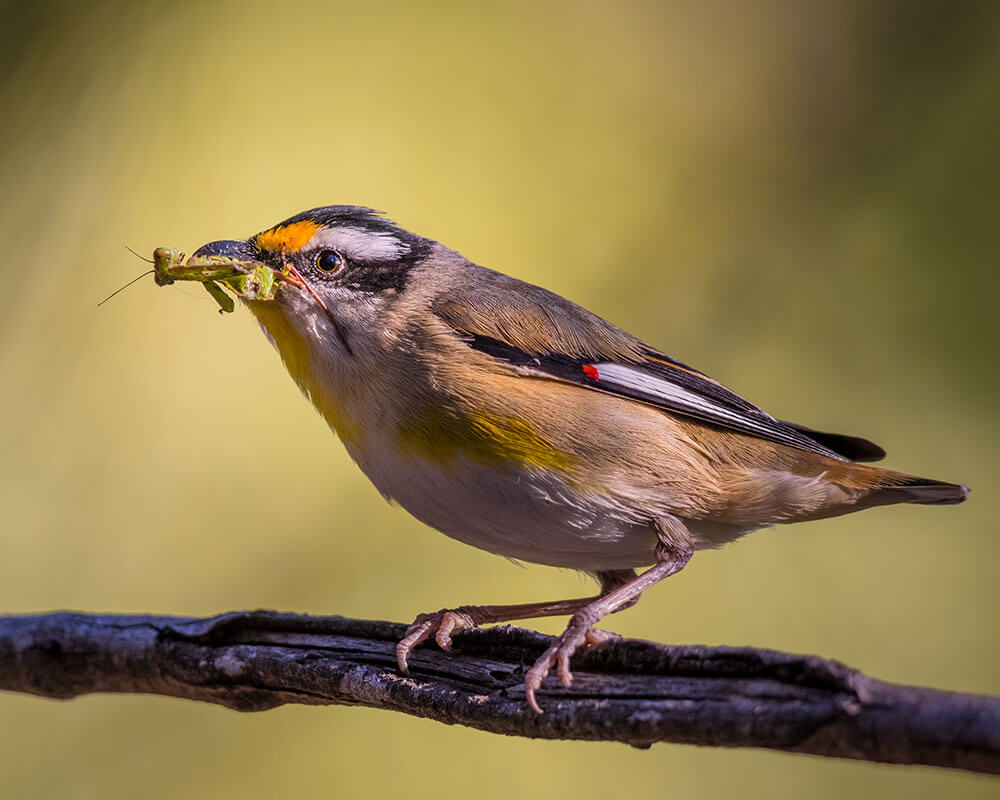 Image of a Striated Pardalote at Hillards Creek, Birkdale