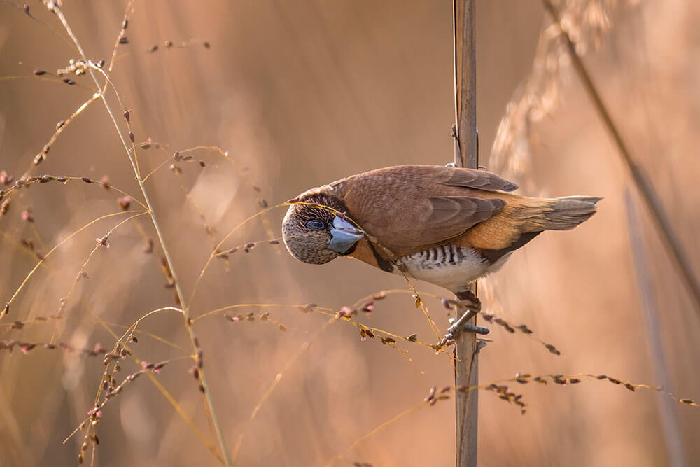 Image of a Chestnut Breasted Mannikin at Sandy Camp Wetland Reserve, Wynnum West