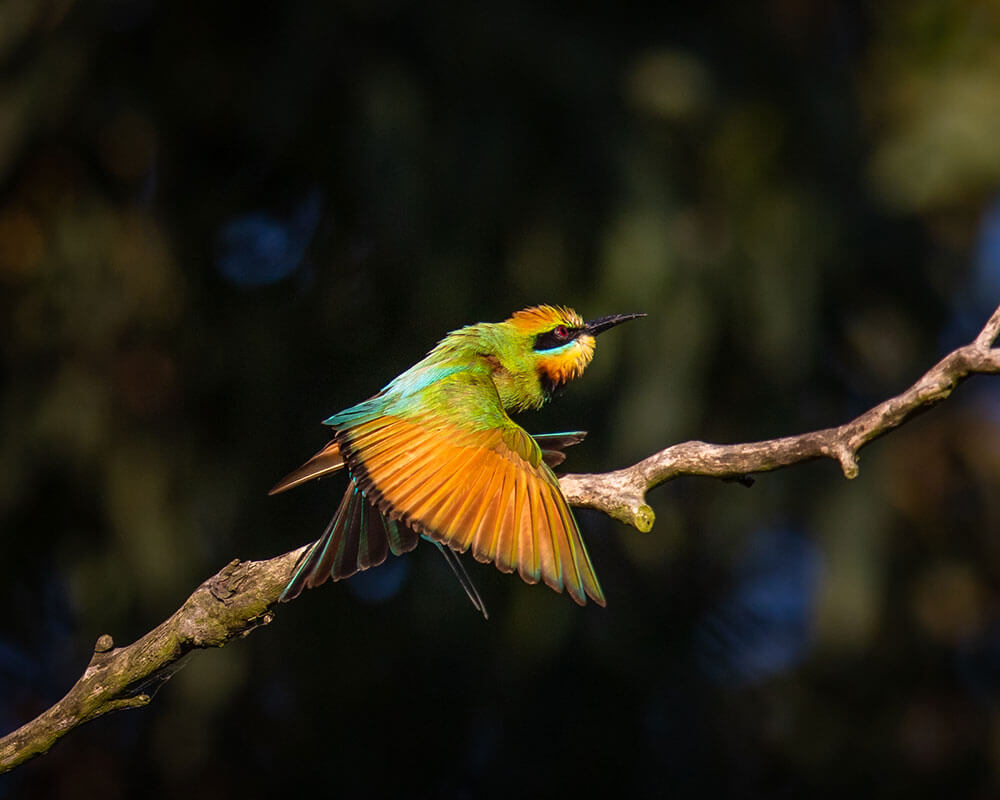 Image of Rainbow Bee Eater at Sandy Camp Wetland Reserve, Wynnum West