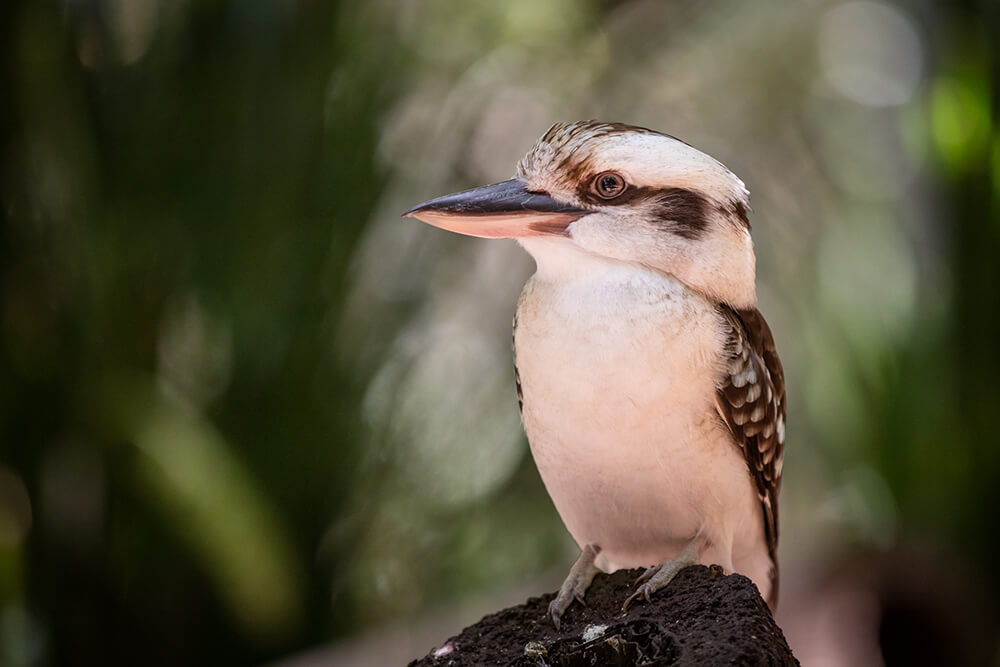 Image of a Kookaburra facing right
