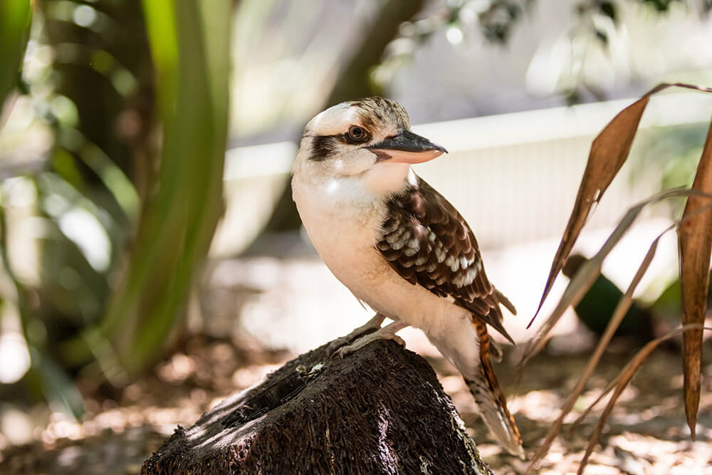 Image of a Kookaburra facing left