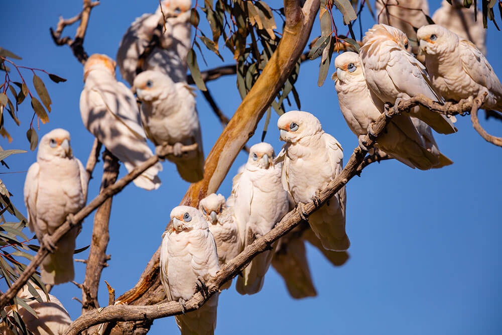 Image of Little Corella’s at Birdsville