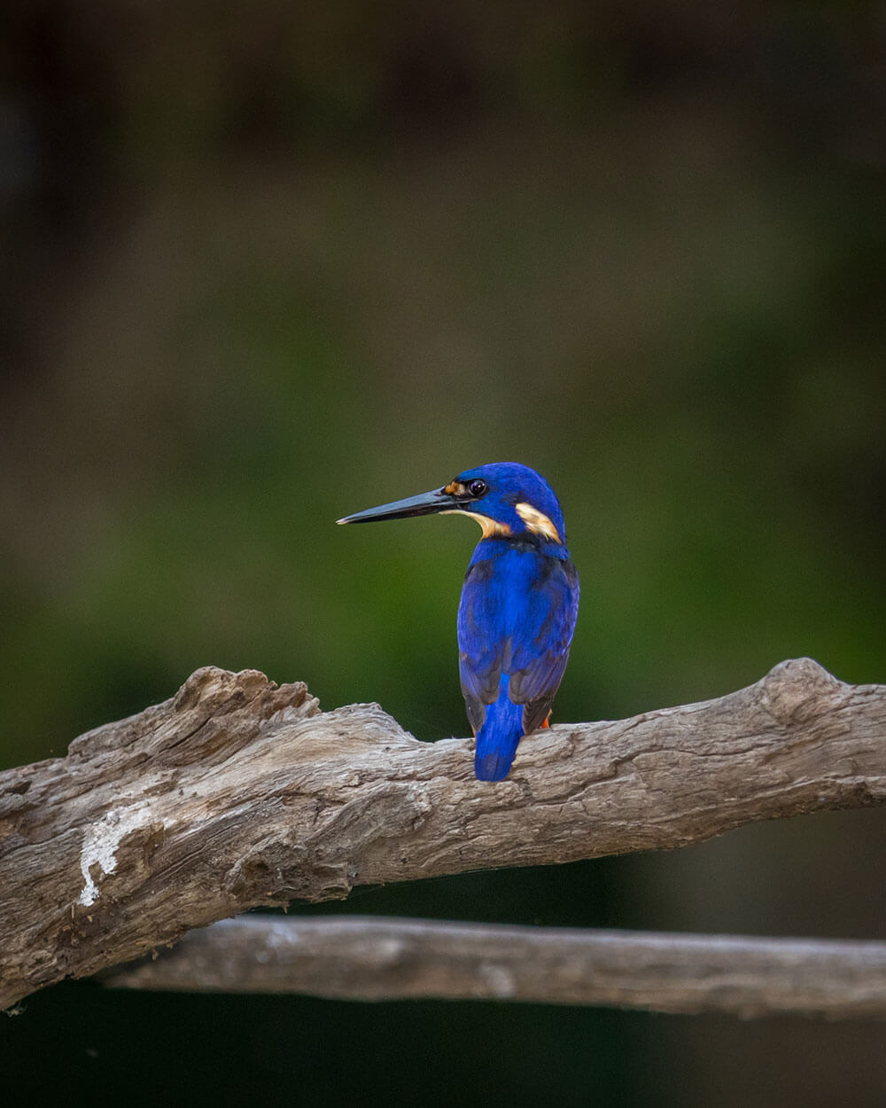Image of a Azure Kingfisher at Hilliard’s Creek, Birkdale