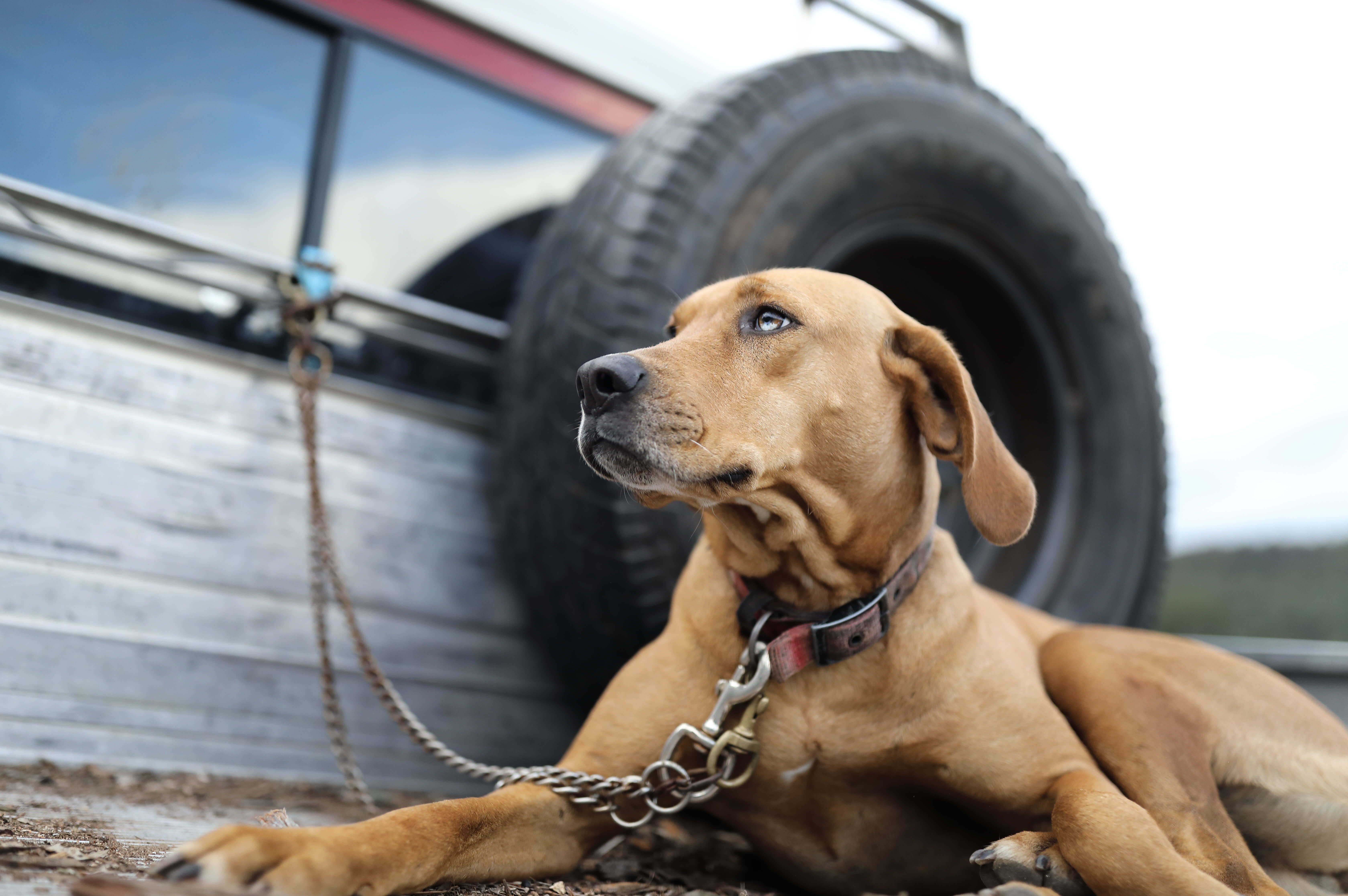 Photo of Catahoula dog with coloured eyes in back of ute. Image taken by Dr. Chris Brown