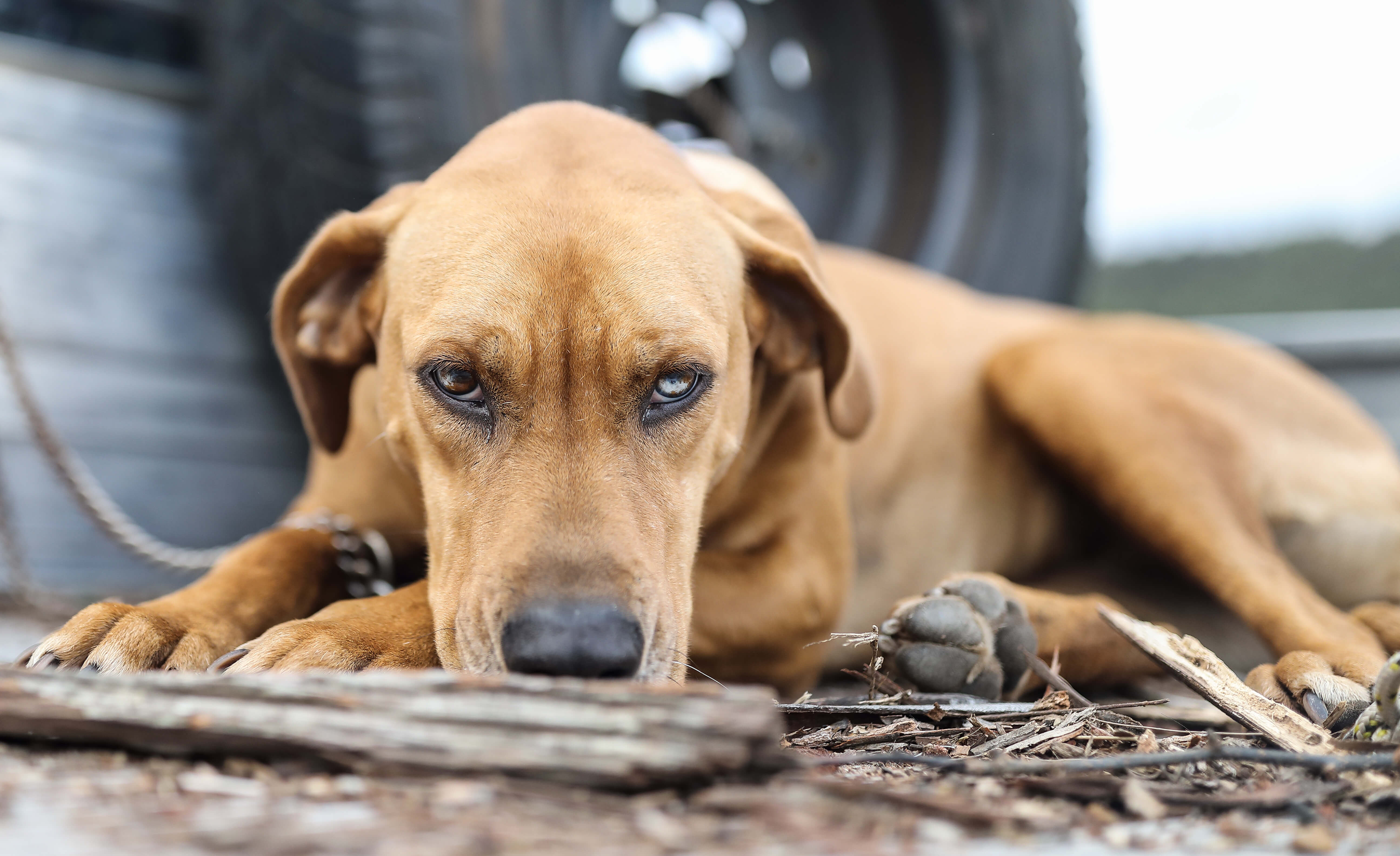 Photo of Catahoula dog with coloured eyes in back of ute. Image taken by Dr. Chris Brown