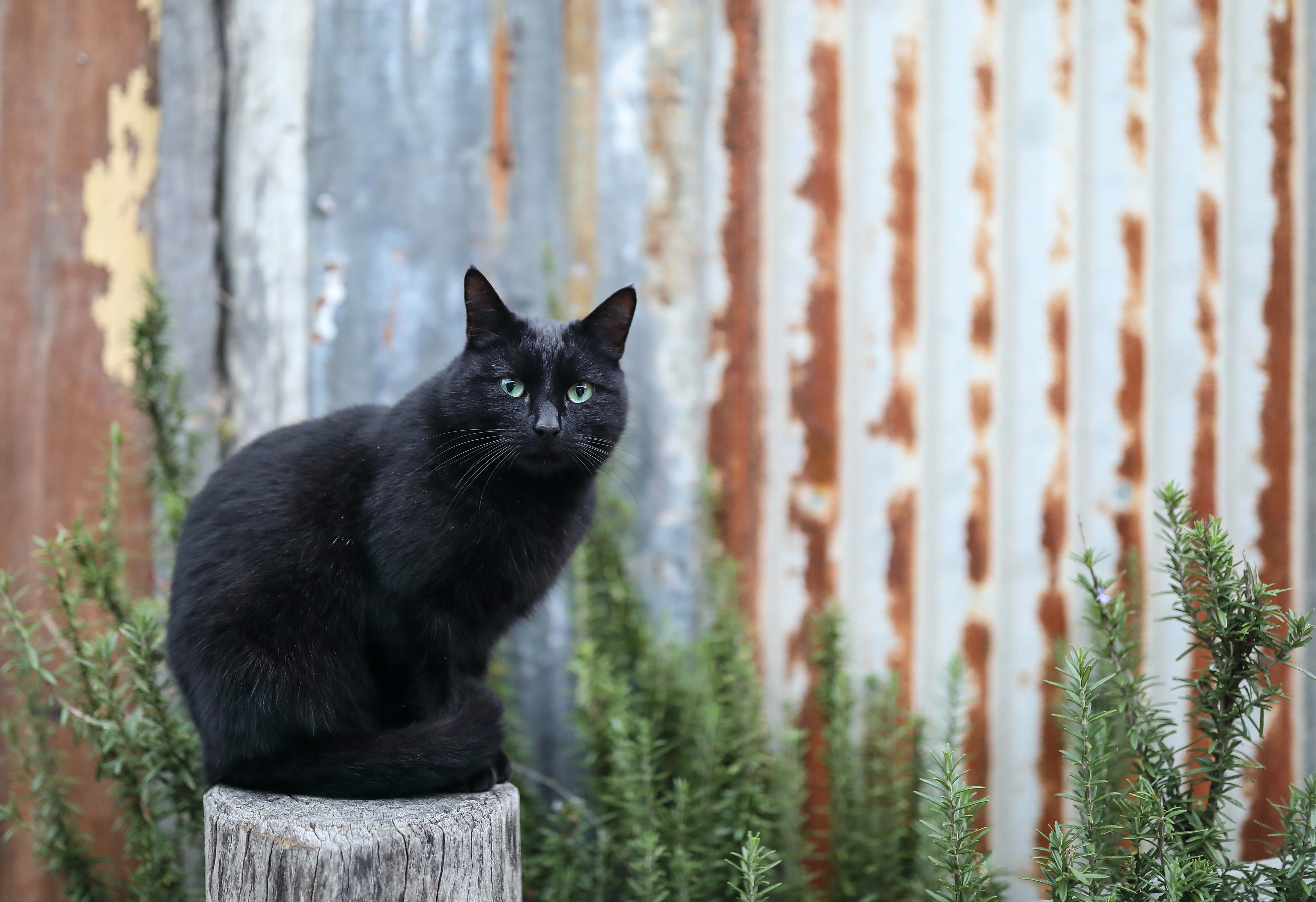 Photo of black cat sitting on tree stump next to shed taken by Dr. Chris Brown
