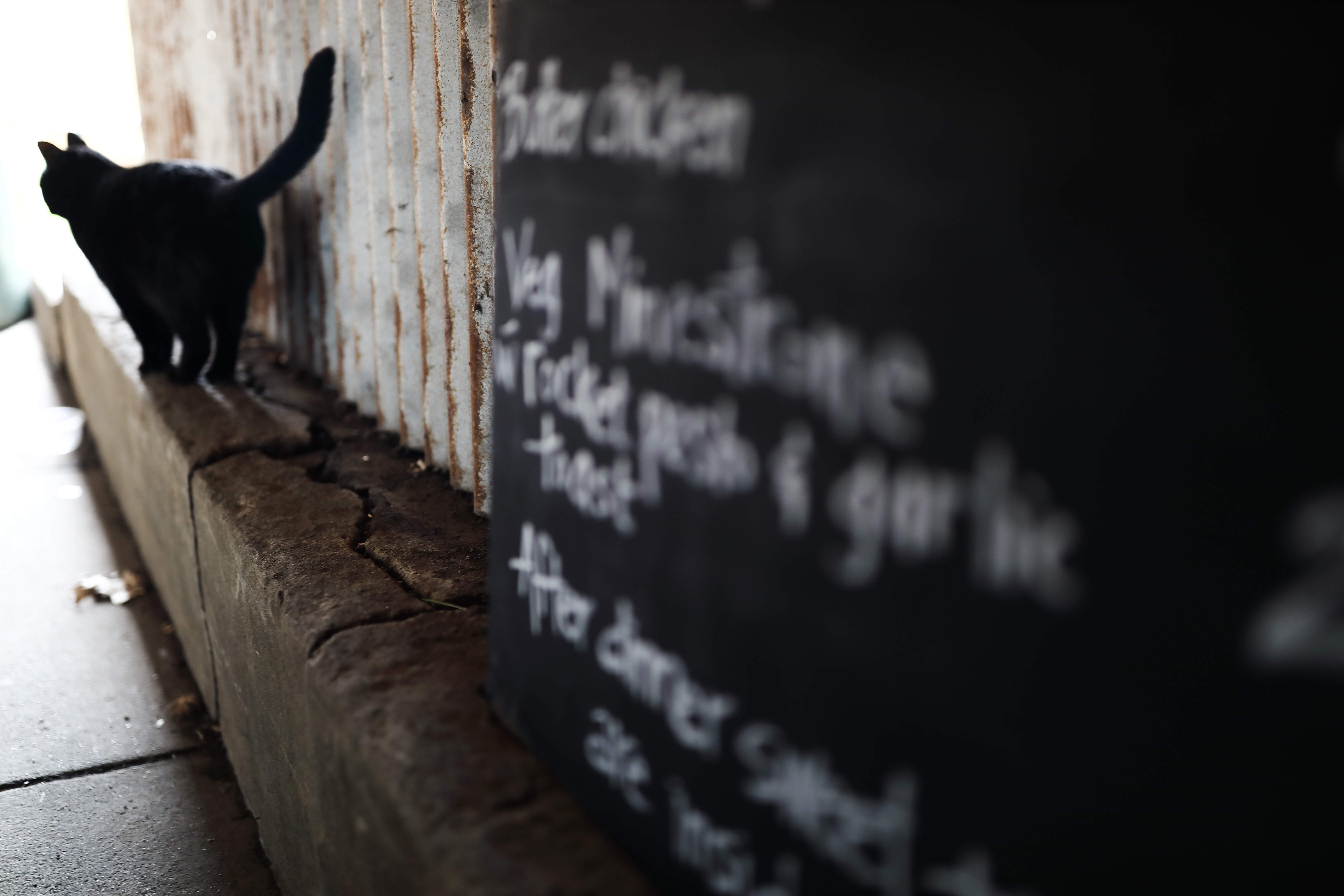 Photo of a black cat in alley with blackboard taken by Dr. Chris Brown