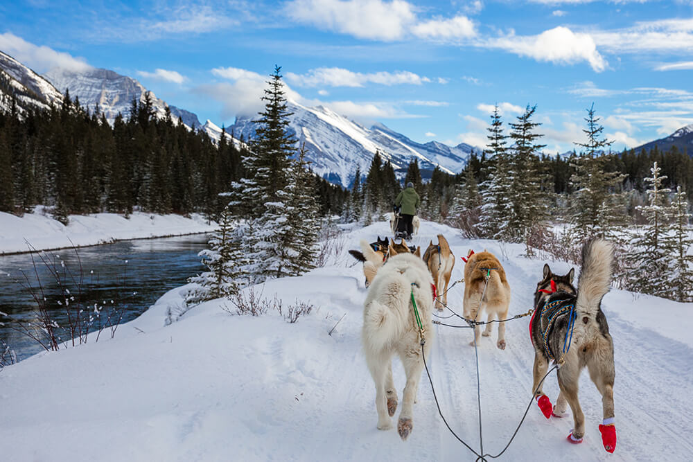 Dogsledding in Alberta, Canada.jpg	