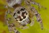 macro image of a money spider by Jacqui Dean