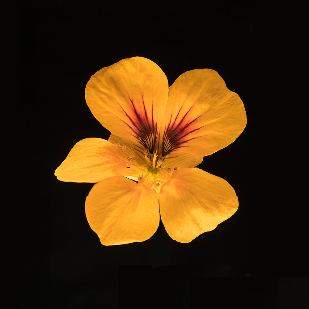 macro image of yellow flower by Jacqui Dean