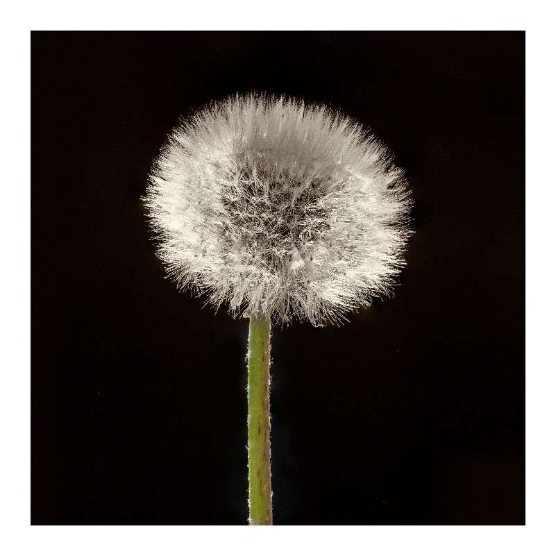 Macro image of a dandelion, by Jacqui Dean