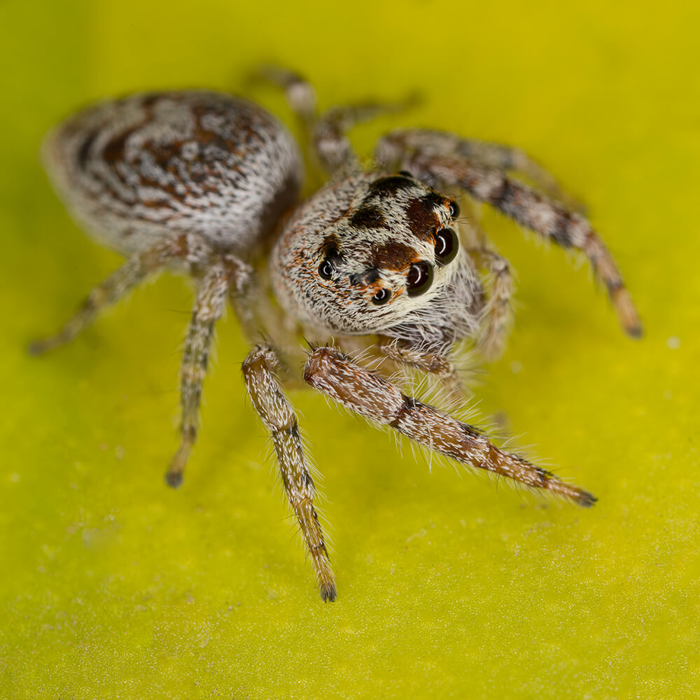 Macro image of a Money Spider, by Jacqui Dean