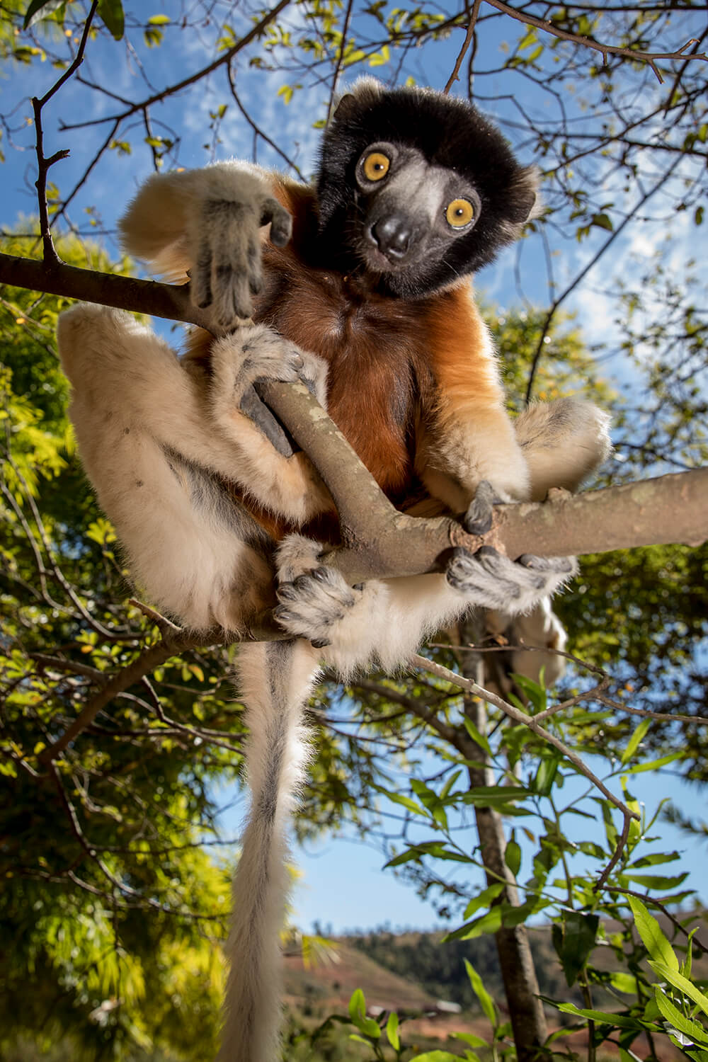 Portrait of a lemur in Madagascar. Shot by Jay Collier