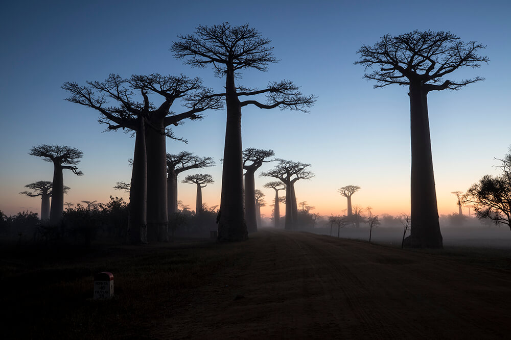Baobab Alley. Image by Jay Collier