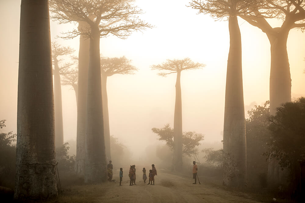 Morning fog in Baobab Alley. Image by Jay Collier