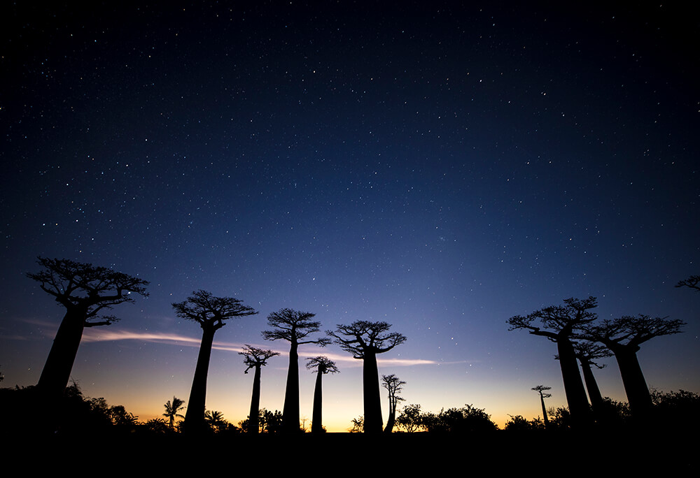 Shot of the stars in Baobab Alley. Image by Jay Collier