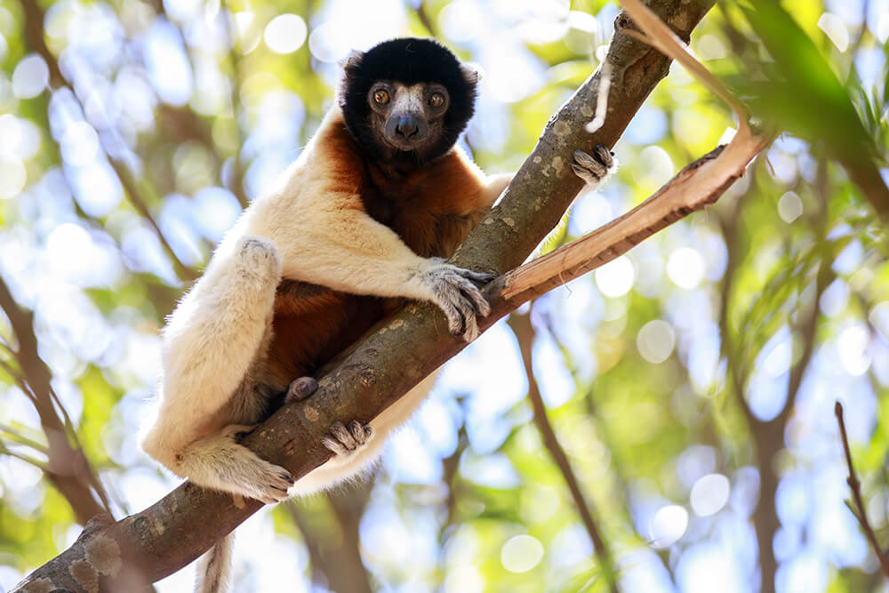 Image of an Indri Indri lemur. Photo by Jay Collier