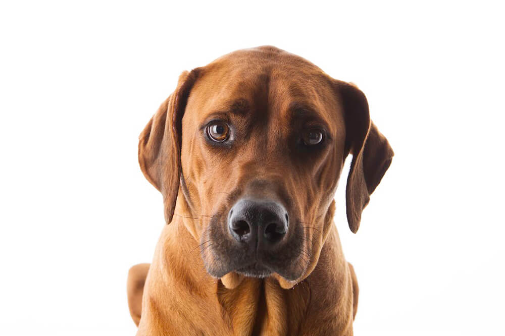 Brown Labrador close up