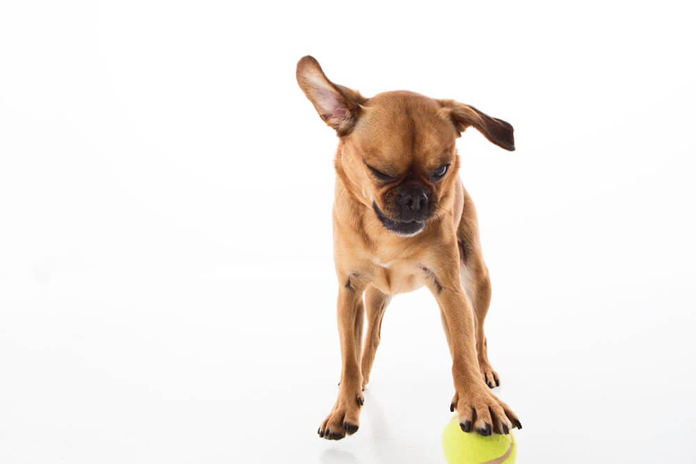 Chihuahua playing with tennis ball