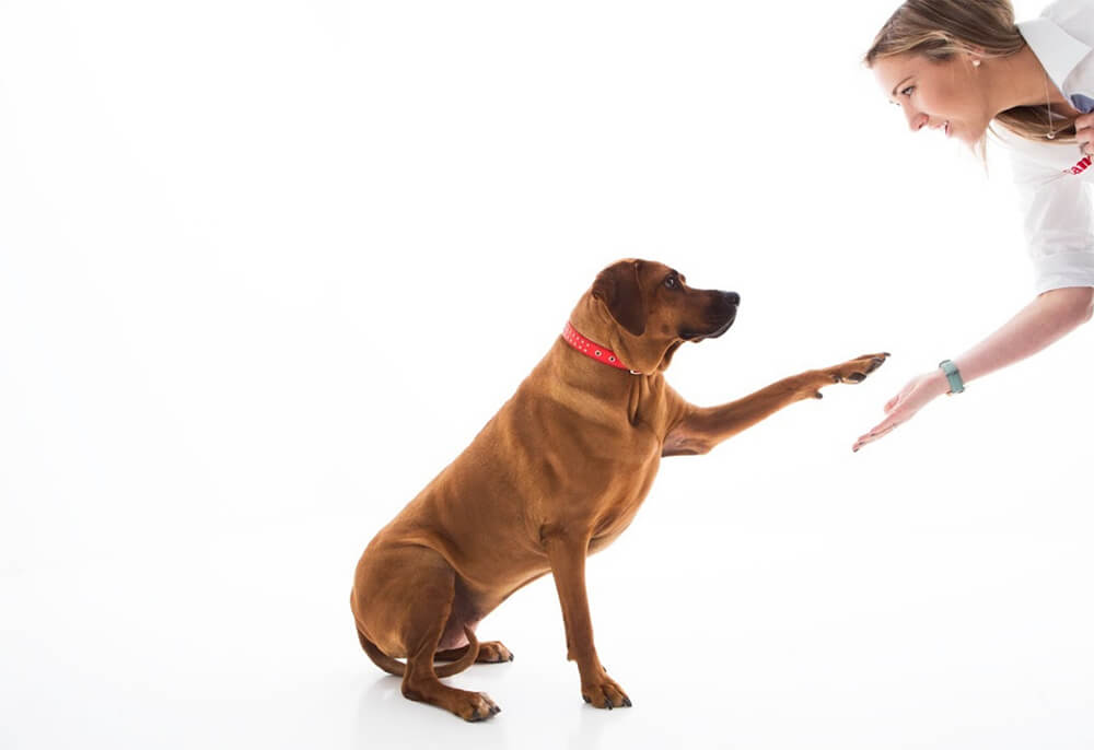 Labrador shaking hands with Jenn Cooper