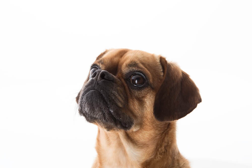 Brown pug looking up