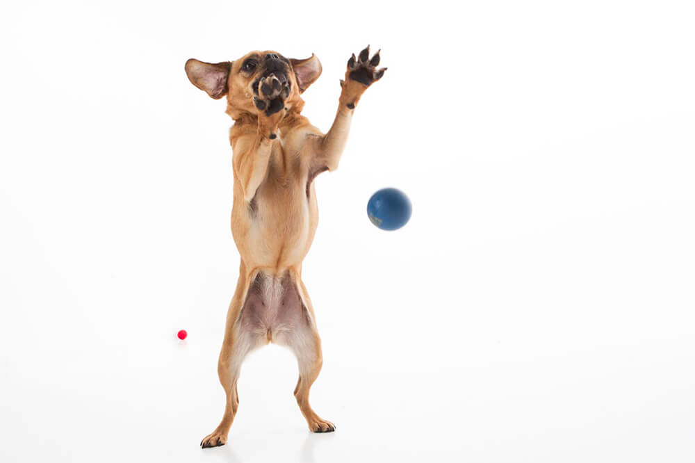 Brown chihuahua catching balls