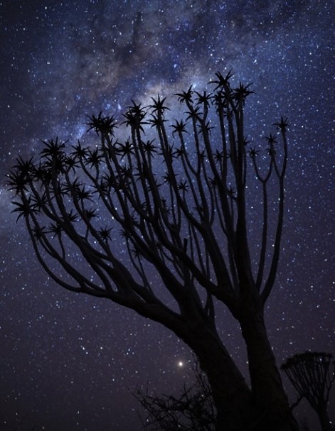 Image of cactus photographed with the RF 28-70mm f/2L USM 