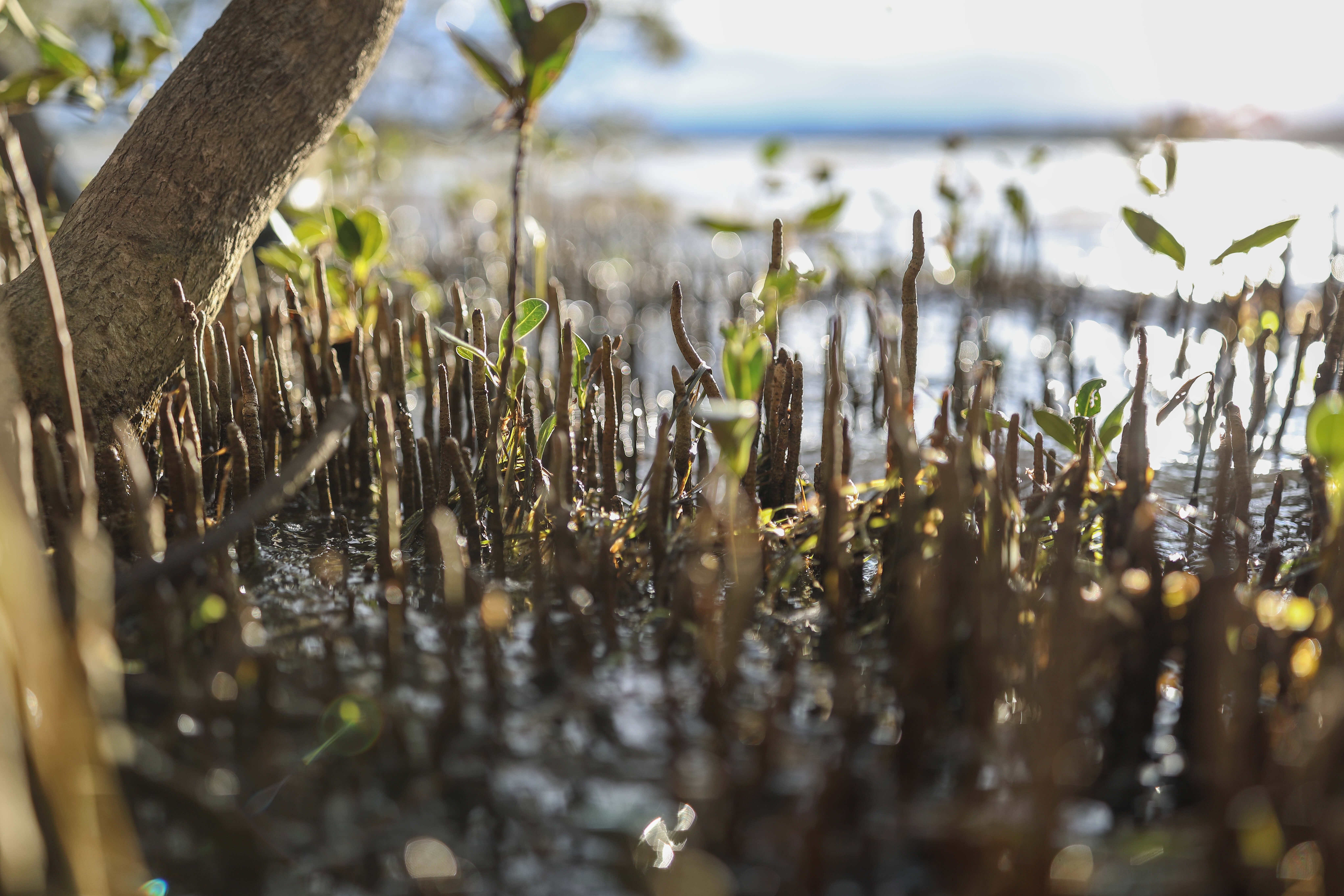 Image of mangroves taken by Dr Chris Brown during golden hour