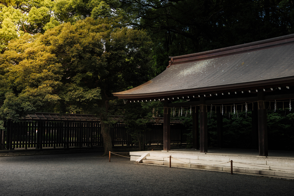 Entrance to Meiji Jingu surrounded by trees in warm morning light