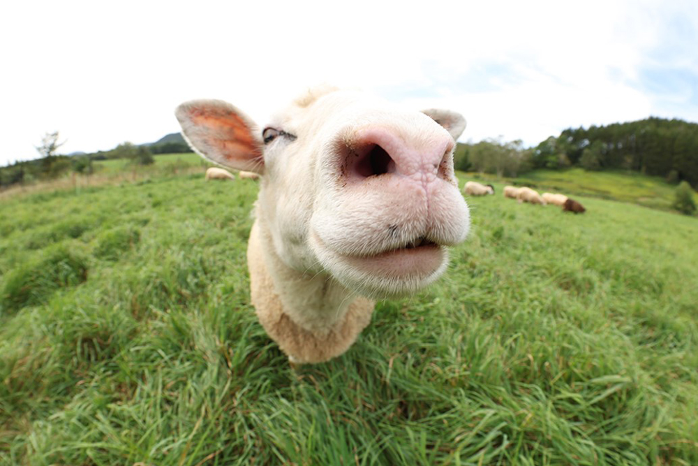 Top 5 Features of RF 7 14mm f 2 8 3 5L Fisheye STM Content 8 1000