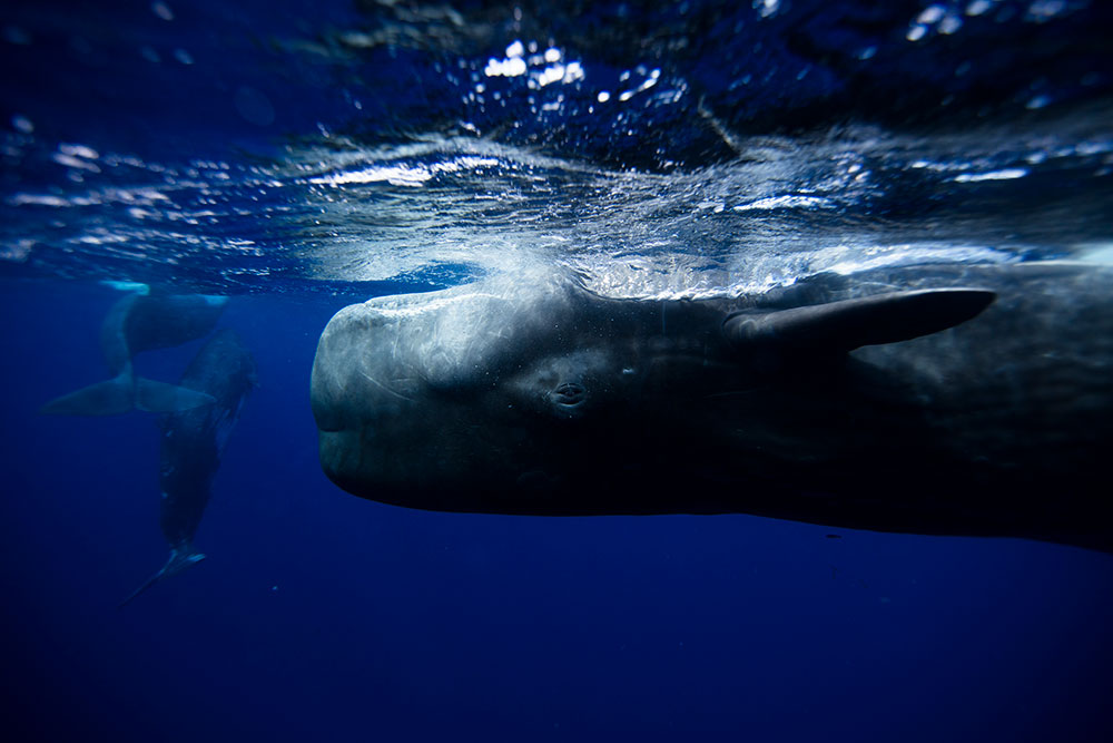 Underwater Photography by Krystle Wright