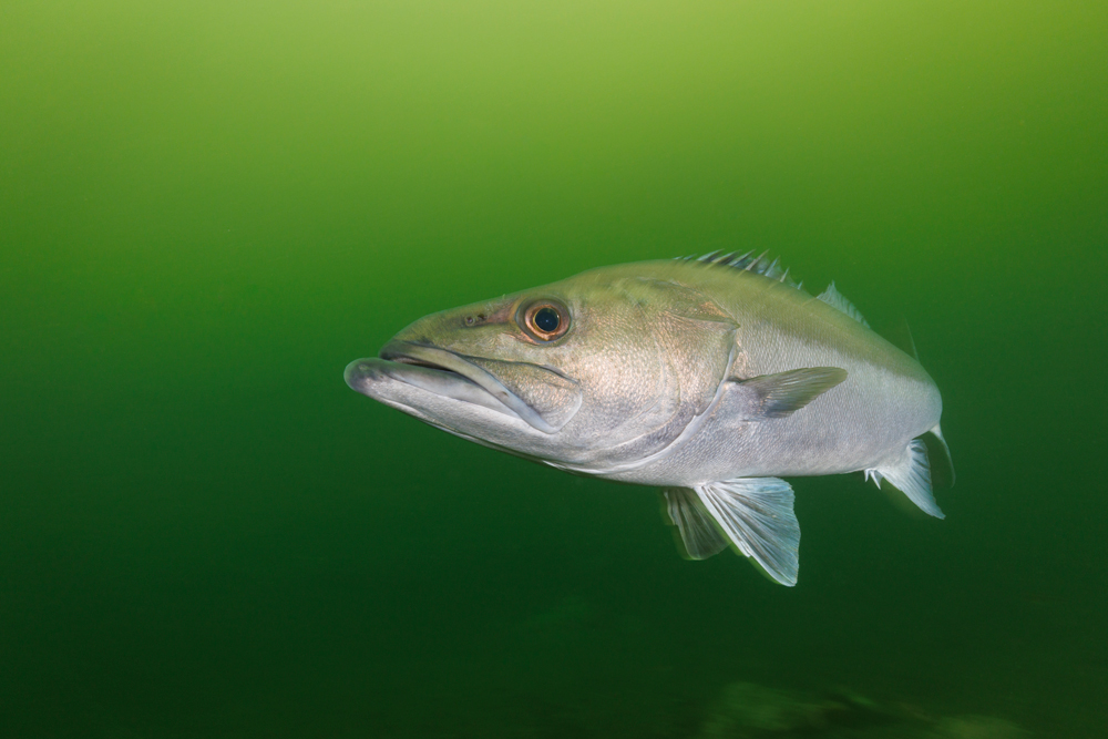 Underwater Wildlife Photography Tips Content Image 1