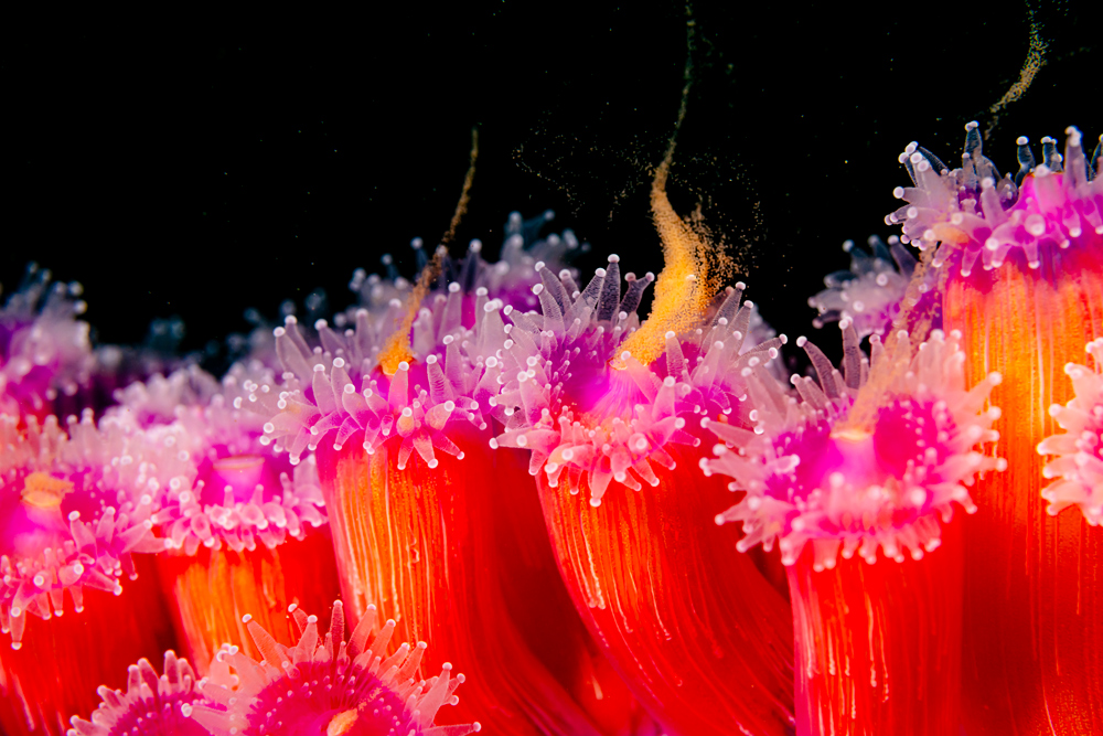 Underwater Wildlife Photography Tips Content Image 3