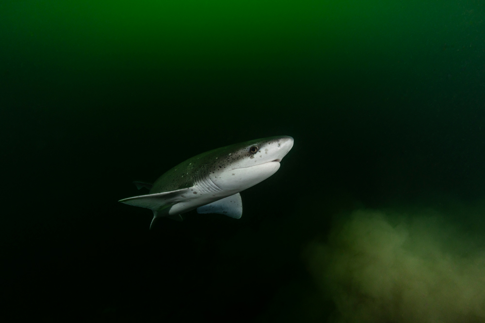 Underwater Wildlife Photography Tips Content Image 4