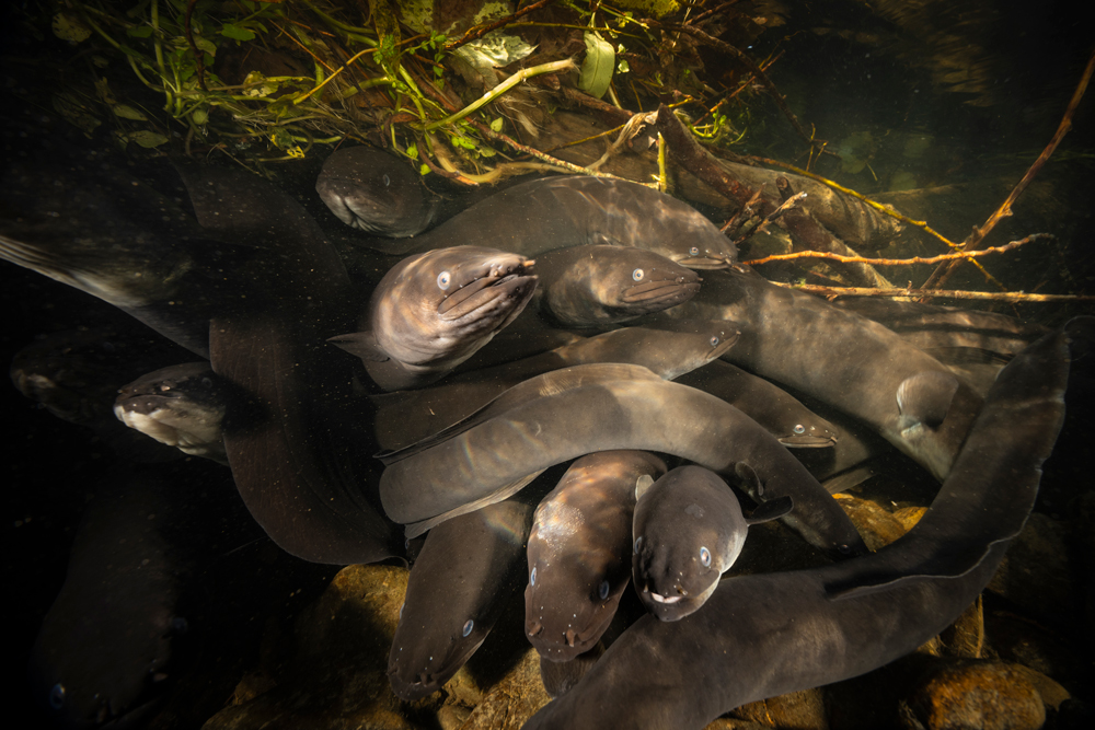 Underwater Wildlife Photography Tips Content Image 5