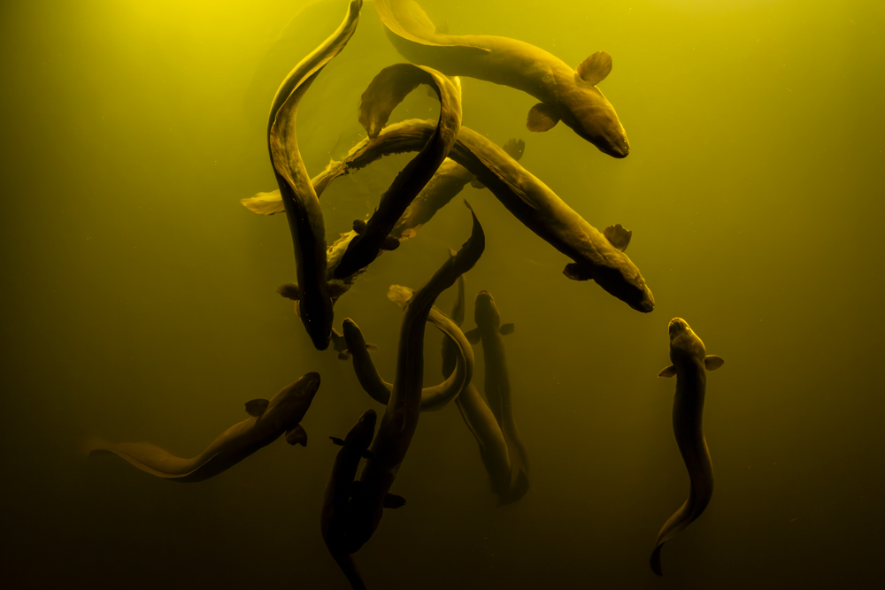 Underwater Wildlife Photography Tips Content Image 6