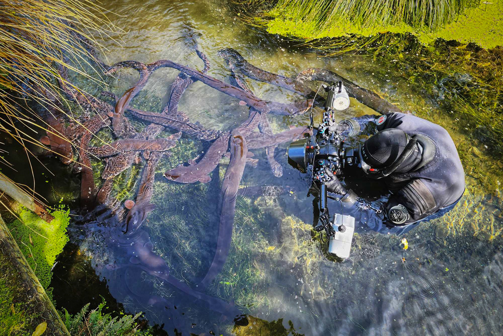 Underwater Wildlife Photography Tips Content Image 7