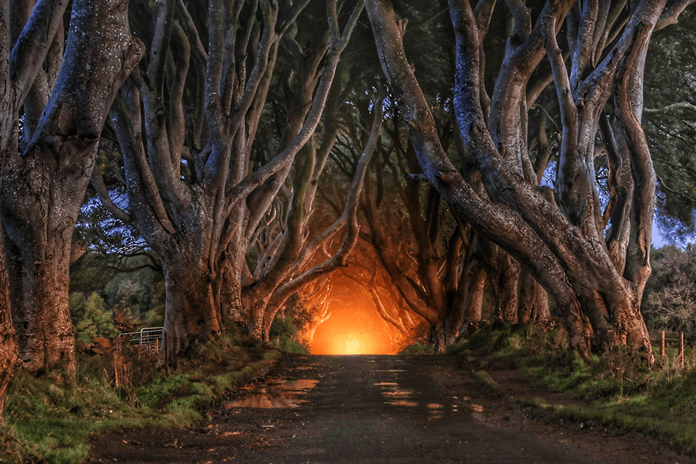 Morning at the Dark Hedges Image by Sue Whiteman