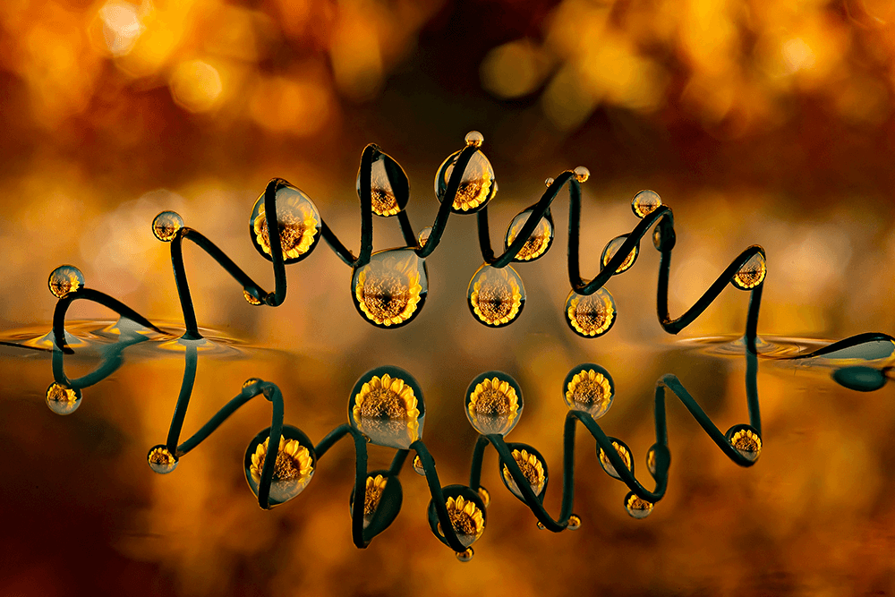 Spring Loaded 2 Image by Craig Loechel