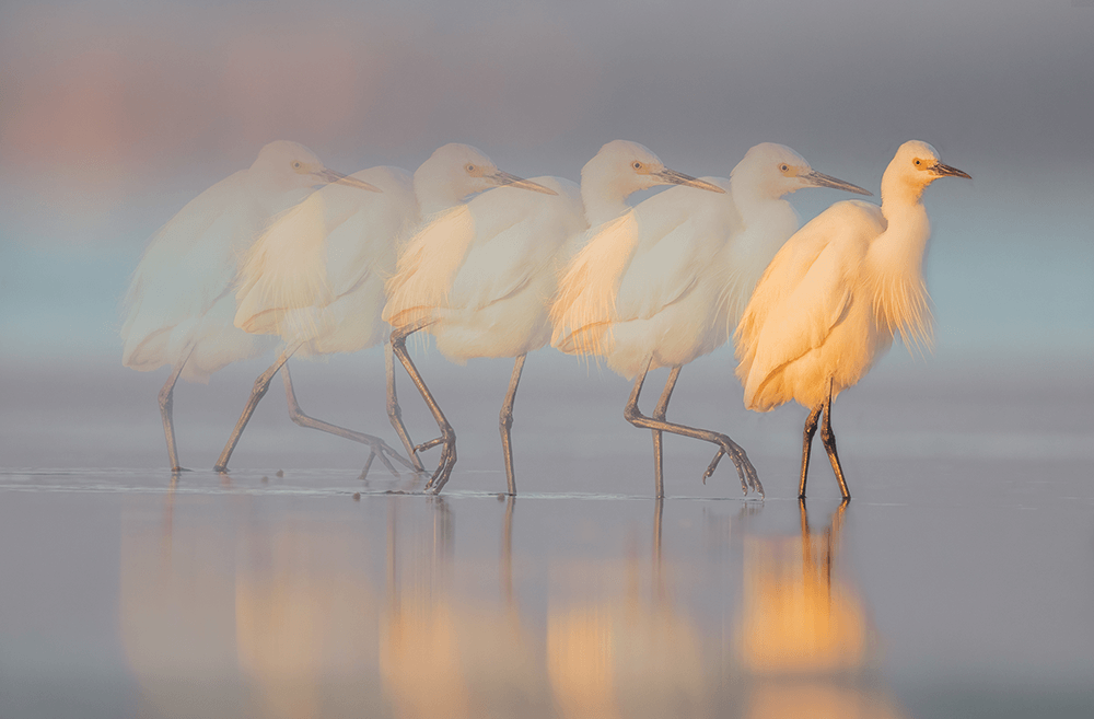 Egret Passing Image by Diana Andersen