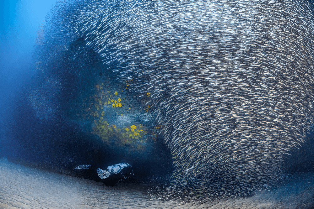 The ex-HMAS Brisbane Wreck Image by Kerrie Burow
